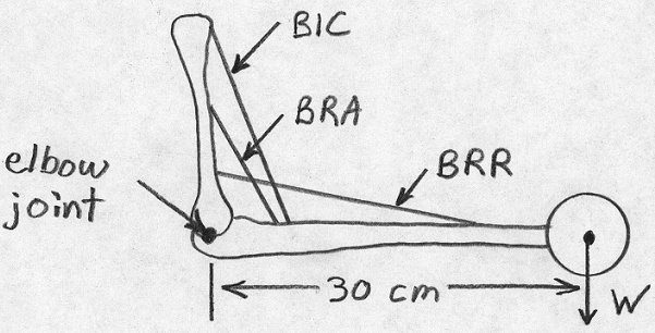 bicep curls diagram